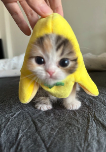 Pikacat logo